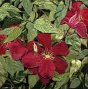 Clematis, an earlier thread painting by Mitra McQuilton